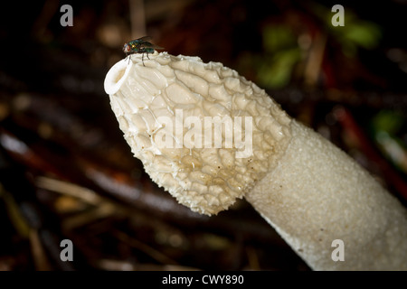 Fruchtkörper des Pilzes Stinkmorchel (Phallus Impudicus) mit einer AAS Fliege (Lucilia Caesar) von der faulige Geruch angezogen. Stockfoto