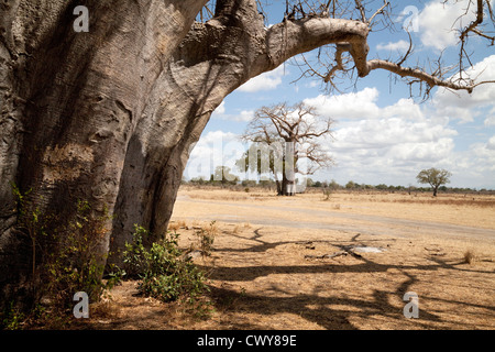 Baobab-Bäume, das Selous Game reserve Tansania Afrika Stockfoto