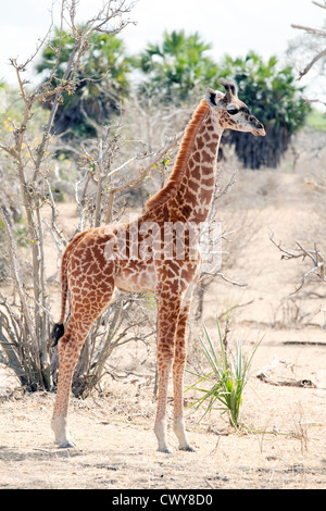 Junge masai Giraffe (Giraffa Camelopardalis tippelskirchii), Seitenansicht, Selous Game Reserve Tansania Afrika Stockfoto