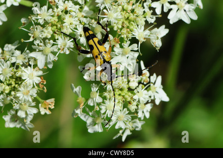 Käfer Strangalia Maculata Fütterung auf Blume der Bärenklau Heracleum Sphondylium. Stockfoto