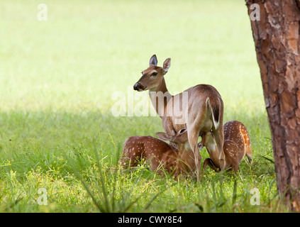 Whitetail Doe Pflege zwei Babys Stockfoto