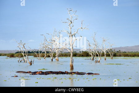 Flusspferde (Hippopotamus Amphibius) schlafen im See Manze, Selous Game reserve Tansania Afrika Stockfoto