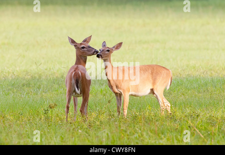 Zwei Whitetail Deer Zuneigung Stockfoto