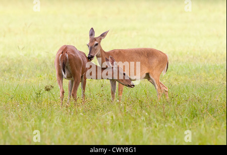 zwei Whitetail Deer auf einer Weide Pflege miteinander Stockfoto