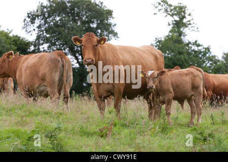 South Devon Kühe in einem Feld in Devon Stockfoto