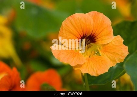 Tropaeolum Majus. Kapuzinerkresse. Stockfoto