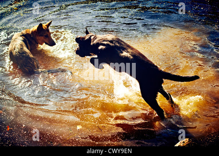Schwarze Labrador Welpen und Hündchen. Spielspaß im Wasser Stockfoto