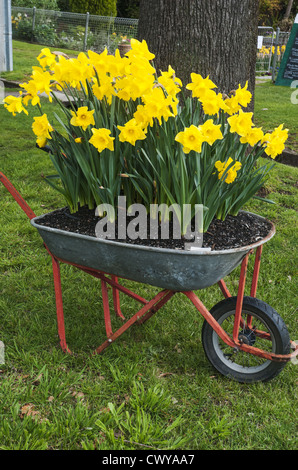 Tulpen gepflanzt in einer Schubkarre auf einer Straße im Shire, Victoria, Australien Stockfoto