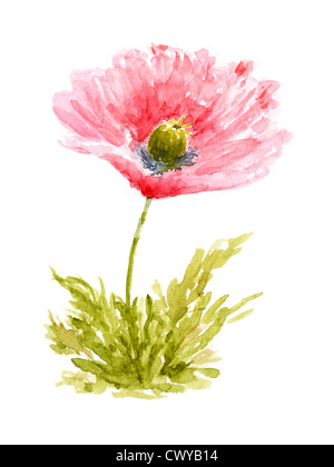 Poppy Flower Aquarell Hand gezeichnet und gemalt, isoliert auf weißem Hintergrund Stockfoto