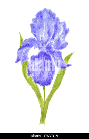 Iris Blume Aquarell Hand gezeichnet und gemalt, isoliert auf weißem Hintergrund Stockfoto