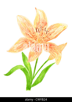 Lilie Blume Aquarell Hand gezeichnet und gemalt, isoliert auf weißem Hintergrund Stockfoto