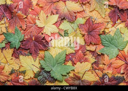 Beautiful autumn leaves in all sorts of colors Stockfoto