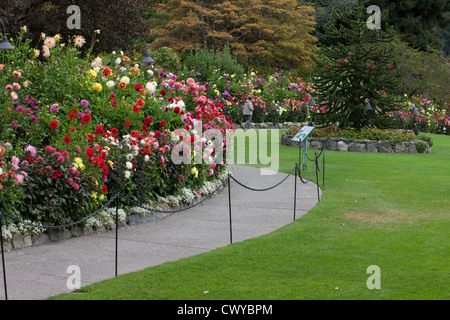 Ein Weg gesäumt von blühenden Dahlie, Butchart Gardens Victoria British Columbia Stockfoto