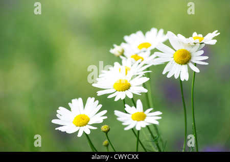 Grasgrün und Kamillen in der Natur Stockfoto