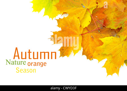 herbstliche Ahornblätter isoliert auf einem weißen Stockfoto