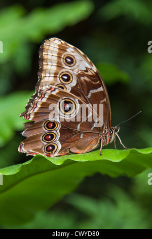 Nahaufnahme von einem blauen Morpho-Schmetterling ruht auf einem Blatt Stockfoto