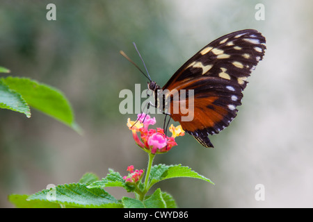 Schmetterling auf Blume-Plain Tiger Profil Stockfoto