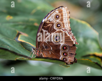 Blauen Morpho Schmetterling zeigt Auge Detail am Flügel Stockfoto