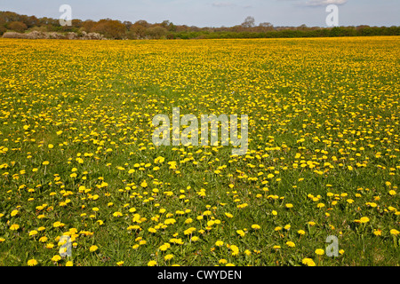 Löwenzahn (Taraxacum Officinale) wächst im Feld Bio Tierhaltungsbetrieb Cheshire UK April 2687 Stockfoto