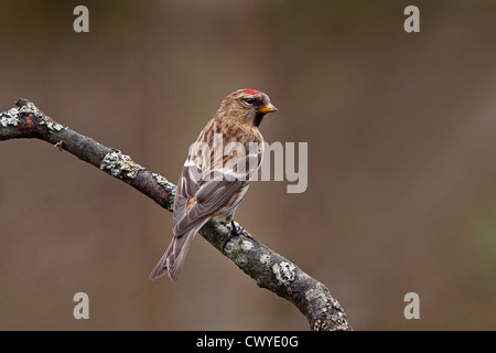 Weibliche weniger Redpoll (Zuchtjahr Flammea Cabaret) thront in Wäldern North Wales UK April 8987 Stockfoto