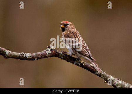 Weibliche weniger Redpoll (Zuchtjahr Flammea Cabaret) thront in Wäldern North Wales UK April 9485 Stockfoto