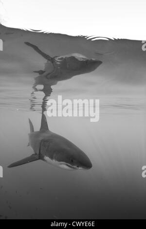 Ein großer weißer Hai in Shark Alley, Gansbaai, Südafrika Stockfoto