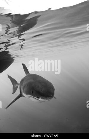 Der weiße Hai im Shark Alley - Gansbaai-Südafrika Stockfoto