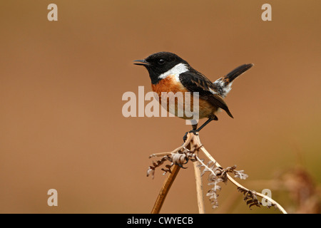 Männliche Schwarzkehlchen (Saxicola Torquata) singen auf Territorium auf Moorland North Wales UK April 2448 Stockfoto