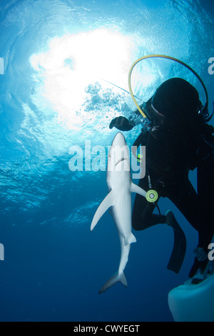 Köder Tauchgang mit einem blau-Hai vor der Küste Cape Town, Südafrika Stockfoto