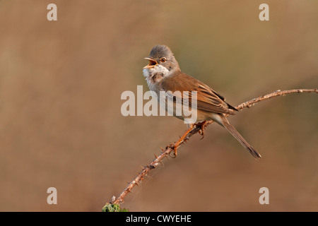 Männliche Whitethroat (Sylvia Communis) singen auf Territorium Cheshire UK Mai 1334 Stockfoto