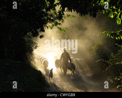 Kontur, Schäfer, Schafherde, Schäferhund, zu Fuß zum hellen Strahlen von Licht, Staub, alte fuhr Weg, dunkle Allee Stockfoto