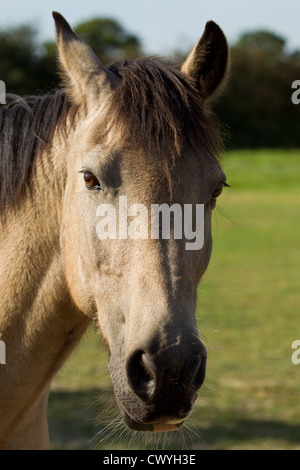 Porträt eines jungen, Dun farbigen Connemara-Ponys Stockfoto