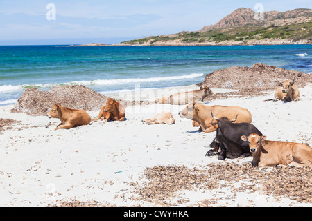 Kühe auf den Strand von Peraiola, Korsika, Frankreich Stockfoto