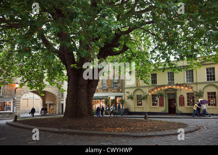 Große alte Ahornblättrige Platane Baum gepflanzt 1790 Schattierung Platz im historischen Stadtplatz. Abtei grüne Bad Somerset England UK Großbritannien Stockfoto