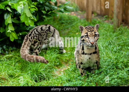 Männliche getrübt Leopard posiert mit weiblich im Hintergrund Neofelis Nebulosa Stockfoto