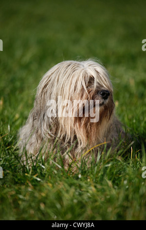 Polnischer Niederungshütehund / polnische Tiefland Sheepdog Stockfoto