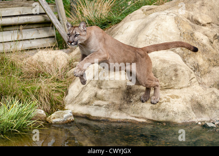 Springen auf einem Felsen über Wasser Felis Concolor PUMA Stockfoto