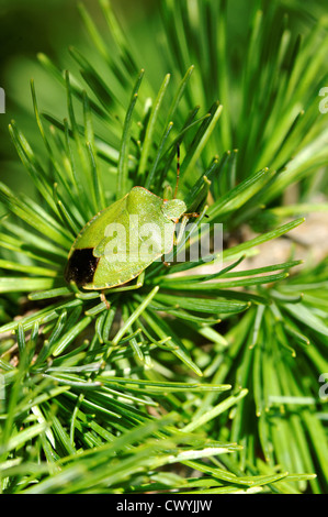 Gemeinsamen grünen Shieldbug (Palomela Prasina) auf Lärche Baum Stockfoto