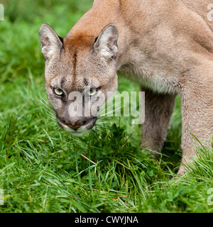 Schuss in den Kopf von Puma mit schönen Augen Felis Concolor Stockfoto