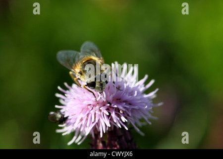 Schwebfliege auf Distel Blume Stockfoto