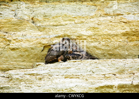 Drei junge Adler Eulen, Bubo Bubo Stockfoto