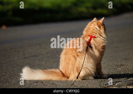 Sibirische Katze Stockfoto