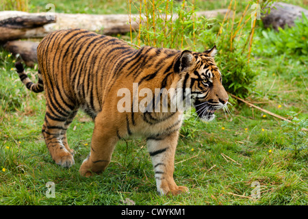 Seite Porträt des jungen Sumatran Tiger Panthera Tigris Sumatrae Stockfoto