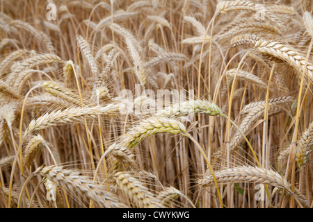 Kornfeld, Neuss, Nordrhein-Westfalen, Deutschland, Europa Stockfoto