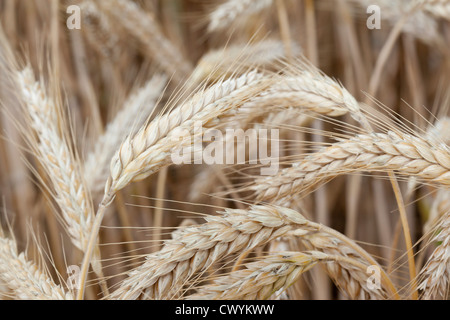 Kornfeld, Neuss, Nordrhein-Westfalen, Deutschland, Europa Stockfoto