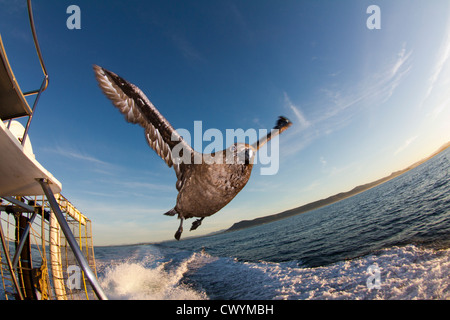 Ein großer weißer Hai in Shark Alley, Gansbaai, Südafrika Stockfoto