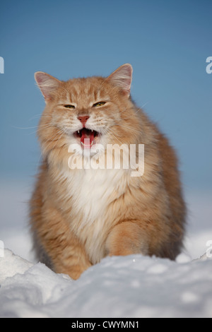 Sibirische Katze im Schnee Stockfoto