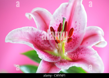 Stargazer Lily Stockfoto