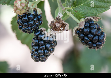 Brombeeren (Rubus sp.) Unreife Brombeeren (rot) und reifen Brombeeren (schwarz) Stockfoto