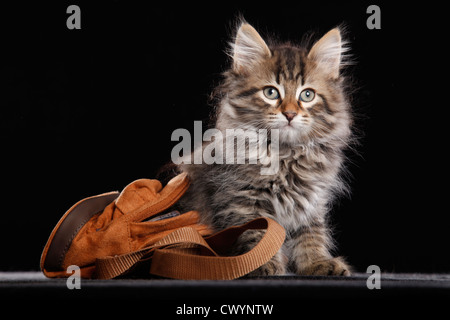 Sibirische Katze Stockfoto